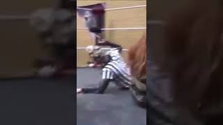 Best women wrestling knock out [upl. by Algy]