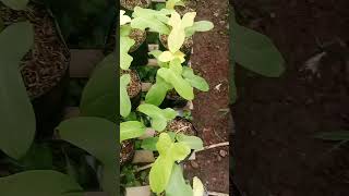 Tanaman hias philodendron violin golden tanamanhias plants philodendron [upl. by Mara14]