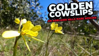 Golden Cowslip Orchids  An Adelaide Hills Rare Species [upl. by Lramaj]