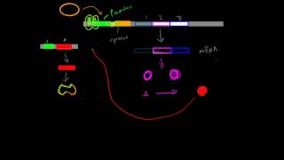 Positive InducibleRepressible Operons [upl. by Iralam21]