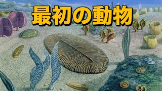 カンブリア紀以前にはどんな生物がいたの？ftエディアカラ生物群 [upl. by Jaime614]