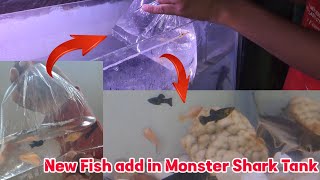 New Fish Aquarium me kaise daleShiva Rudra new Aquarium fish [upl. by Hiroshi]