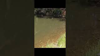 Largemouth Bass Destroys Topwater Pencil fishing fish bassfishing [upl. by Ameer]