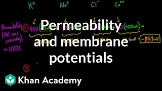 Permeability and membrane potentials  Circulatory system physiology  NCLEXRN  Khan Academy [upl. by Millburn814]