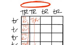 83b Punnett Squares III  dihybrid crosses [upl. by Tombaugh]