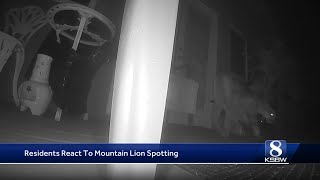 Mountain lion spotted in Downtown Salinas and residents backyard [upl. by Yacano]