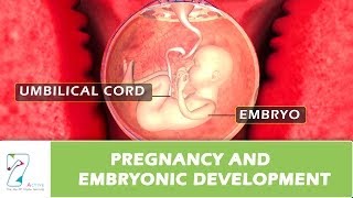 Pregnancy and Embryonic Development [upl. by Atteynot]