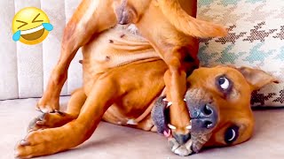 FUNNIEST Pet Fails Of 2023 🤣 Try Not To Laugh [upl. by Darya]