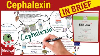 Cephalexin  Keflex  What is Cephalexin Used For Dosage Side Effects amp Precautions [upl. by Willms781]