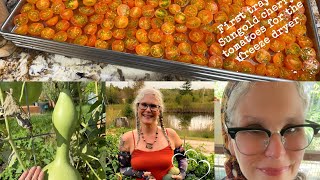 Freeze Dried Cherry Tomatoes Home Canned Green Beans A new couch from Cody amp Amelia VLOG Sept9 [upl. by Marleen]