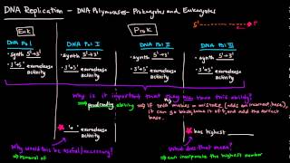 DNA Replication Part 2 of 3  DNA Polymerases  Prokaryotes and Eukaryotes Comparison [upl. by Uziel]