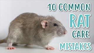 10 COMMON RAT CARE MISTAKES [upl. by Alahs]