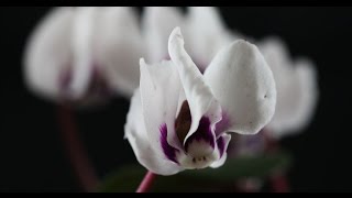 Cyclamen coum  Alpenveilchen Sow Bread [upl. by Palm]