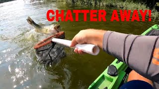 Chatterbait Bass and a Surprise Catch Affordable Pedal Drive Kayak [upl. by Solita]