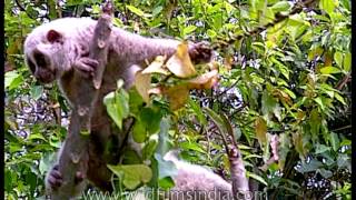 Slow Loris with eyes wide open Kaziranga [upl. by Graniela974]