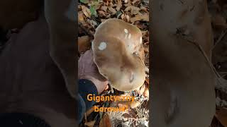 Borowik boletus gigantus [upl. by Vanny582]