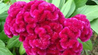 How to Grow Celosia [upl. by Hbaruas65]