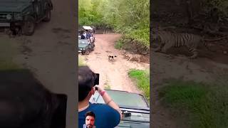 tiger attack dog shortvideo leopard animals [upl. by Imled329]