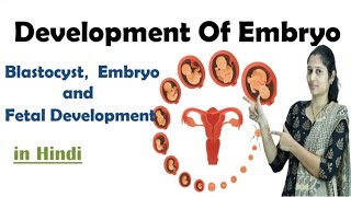 Pregnancy  Development of Embryo  In Hindi  NEET  Embryo development  NEET  MHTCET [upl. by Nyladnar]