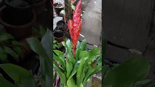 New collection  Bromeliads  Guzmania  Nursery Garden Series Ep  12  indoorplants [upl. by Anertal363]