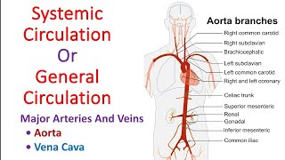 Systemic circulation in hindi  General circulation  Aorta  vena cava  Anatomy And Physiology [upl. by Konstanze]