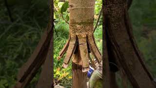 Ficus Racemosa ‼️ bonsai bonsaiadventure bonsaitree bonsaigarden bonsaiasia nature [upl. by Jevon994]