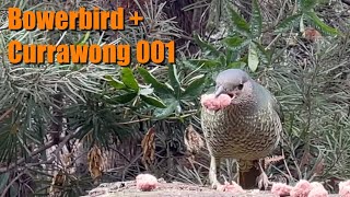 Bowerbird  Currawong 001 [upl. by Eugenle]