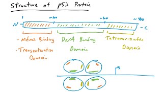 p53 mutations in cancer [upl. by Gonyea204]