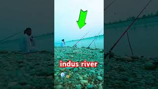 Live fishing rods hunting by indus river my village life fish [upl. by Legyn]