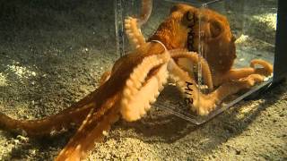 Octopus escaping through a 1 inch diameter hole [upl. by Yrehcaz]