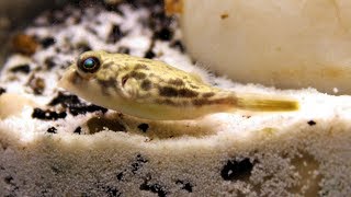 MEET MTOTO  FAHAKA PUFFER  Tetraodon lineatus  20 07 2018 [upl. by Auric27]