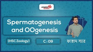 03 Spermatogenesis and OOgenesis  Human Reproductive System HSC Zoology [upl. by Nylyaj]