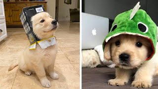 Funny and Cute golden retriever Puppies Compilation 2 Cutest Golden Puppy 2020 [upl. by Najar]