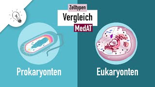 Zelltypen I  Prokaryonten vs Eukaryonten  MedAT  Biologie [upl. by Gareri]