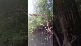 The Giant mangroves at Bucas Grande Island Surigao del Norte [upl. by Rysler685]