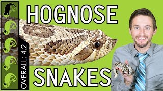 Western Hognose The Best Pet Snake [upl. by Schnurr689]