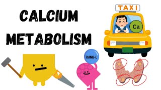 Parathyroid hormone Vitamin D amp Calcitonin in Calcium Regulation [upl. by Martinic131]