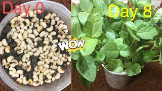 How to grow cowpea  Growing cowpea plants from seeds From days 08 [upl. by Gnoix672]