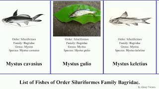 Fishes of Order Siluriformes Family Bagridae mystus catfish hemibagrus pseudobagrus rita finned [upl. by Aala]