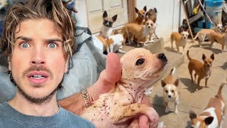 Rescuing OVER 80 Dogs amp Puppies From a Pet Hoarder [upl. by Wj]