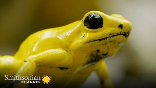 The Most Toxic Frog Has a Beautiful Singing Voice 🐸 Into the Wild Colombia  Smithsonian Channel [upl. by Sykleb]