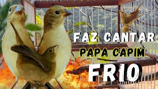 Faça o teste com Esse Piado de Fêmea de Papa capim Macheando é Seu Papa capim Vai canta na hora [upl. by Wenoa]