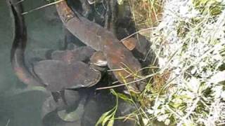 Longfinned Eels of Marlborough New Zealand [upl. by Peednus]