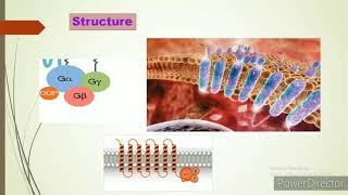 GProtein Coupled Receptors [upl. by Thornton]