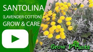 Santolina  grow and care Lavender cotton [upl. by Notgnirrab]