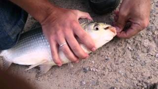 Pesca de sábalo con caña en el río de la plata [upl. by Kuhlman]