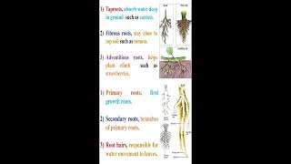 Plant Roots Types and Parts geneticteacher [upl. by Redleh]