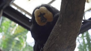 【Learn About Animals 101】Whitefaced Saki [upl. by Hessney]