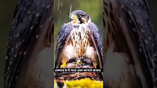 মায়ের ভালবাসার কোনো মানেই হয়না♥ trending birds gojol foryou cute youtubeshorts viralvideo [upl. by Sherlocke]