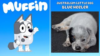 130 Bluey Characters EVERY DOG BREED inspiration for Bluey season 12 and 3 in REAL LIFE [upl. by Charmaine333]